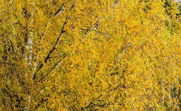 Autumn background of bright yellow leaves on birch branches