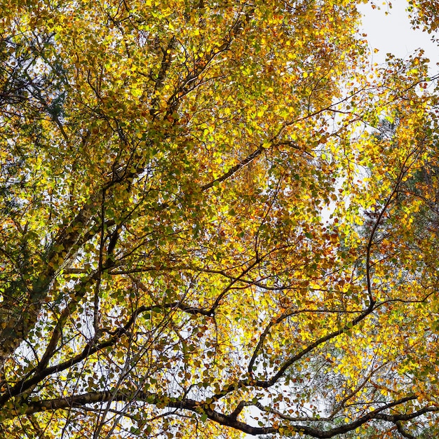 Autumn background of bright yellow leaves on birch branches