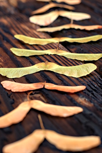 写真 秋の背景の概念 - 古い焼けたボードの背景にクローズアップメープルの種子。