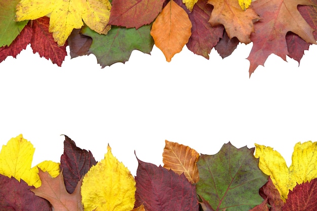 Autumn background concept multicolored colored leaves isolated on w white background with copy place