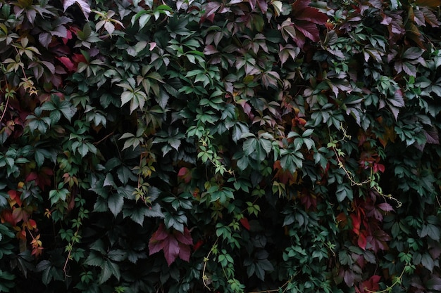 秋の背景の濃い緑と赤の色の葉つる性植物