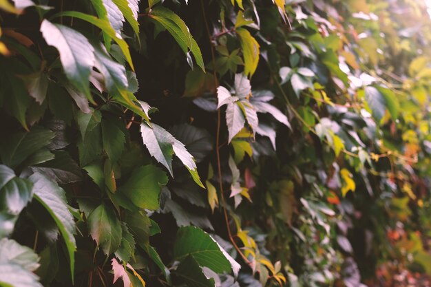 Autumn background dark green and red color leaves climbing plant