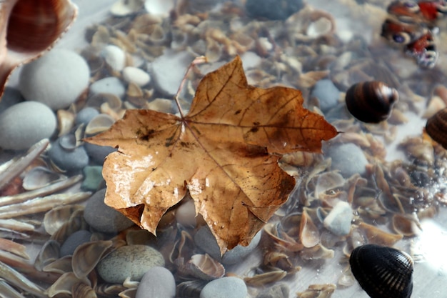 Autumn background dry yellow maple leaf against the background of sea shells closeup mensto for text