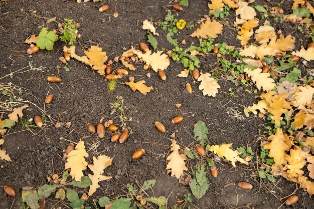 Autumn background fallen oak leaves and ripe acorns lie on the forest ground Quercus robur