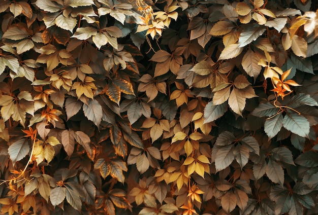 Autumn background from bush leaves