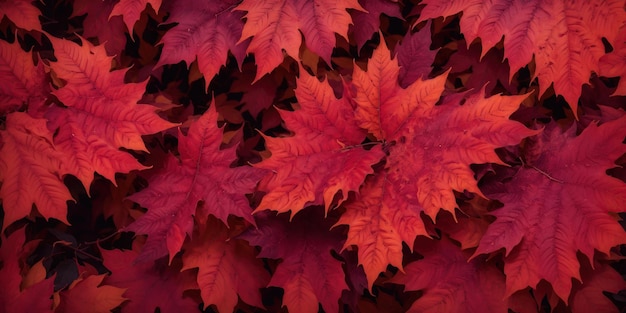 Autumn background from colorful red leaves close up