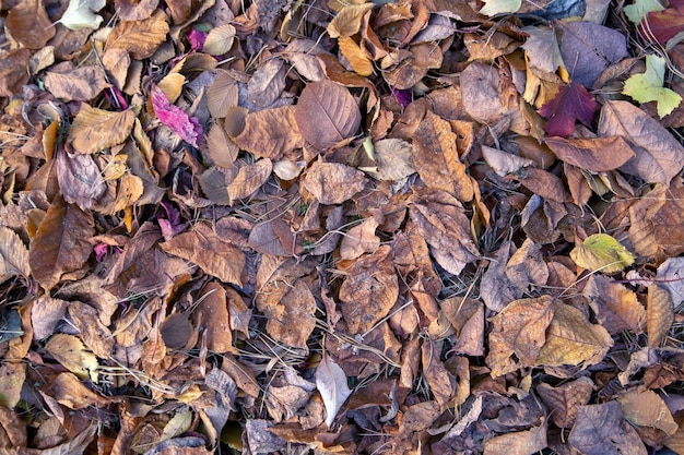 Autumn background from dry autumn leaves The texture of the leaves