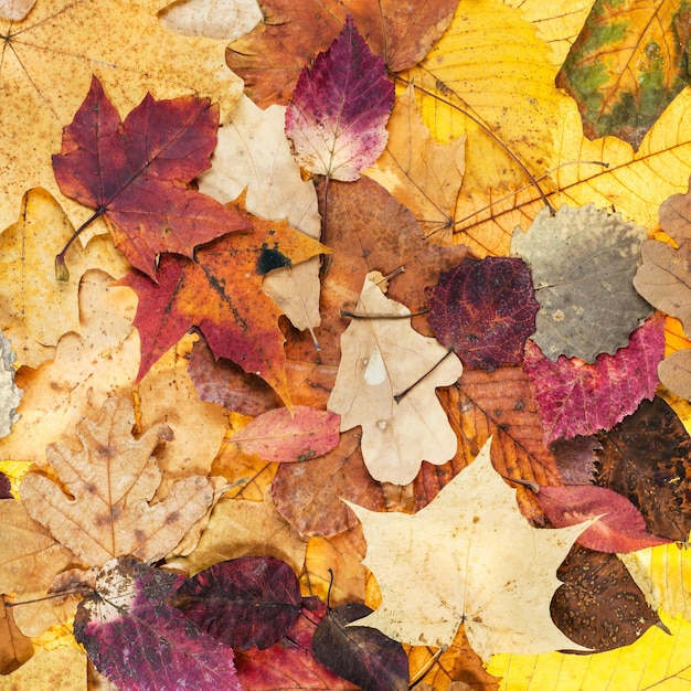 Autumn background from various varicolored leaves