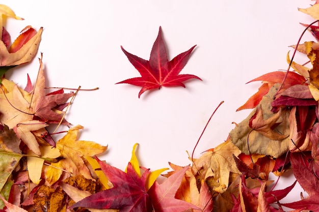 1 つの赤い葉で白い背景に分離された秋の紅葉と秋の背景ハート