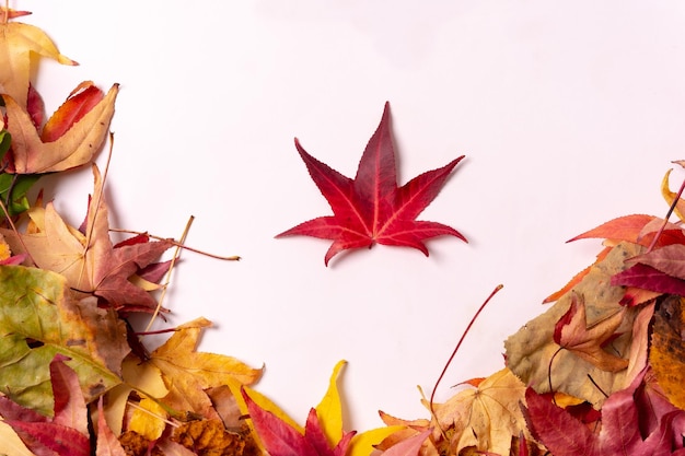 Autumn background heart with colored leaves isolated on white background with one red leaf