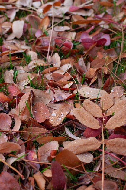 Sfondo autunnale di foglie cadute foglie colorate di alberi sdraiati sull'erba verde con gocce d'acqua fr...