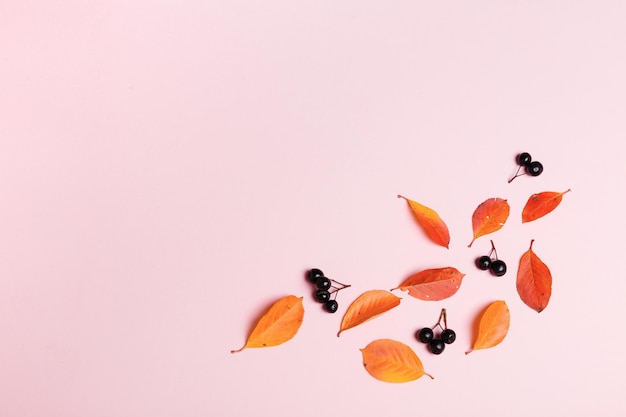 Autumn background made of autumn leaves and berry on pink background