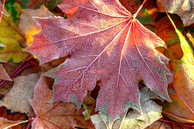 Autumn background, maple leaves covered with frost