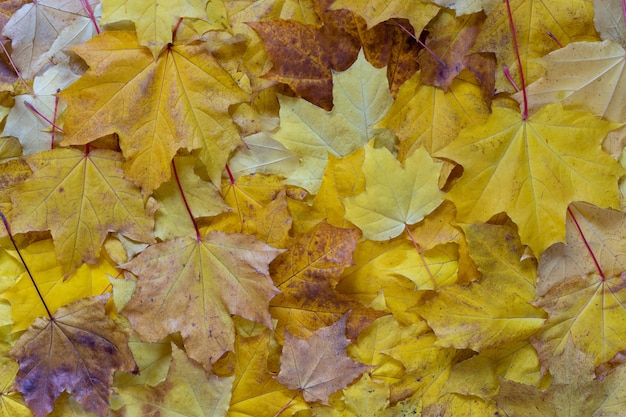 Autumn background Maple leaves top view