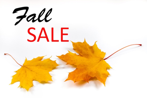 Autumn background maple leaves on a white background Caption Fall Sale