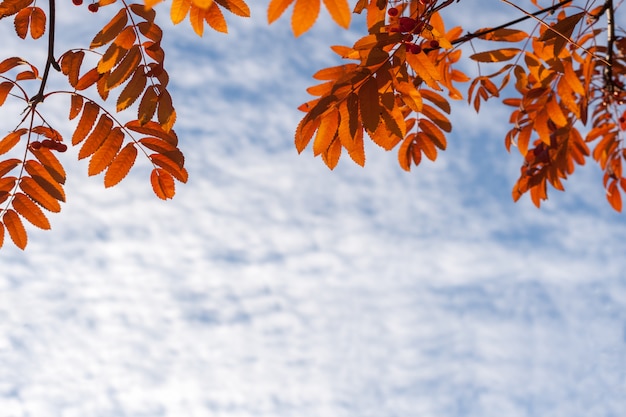 秋の背景。オレンジのナナカマドの葉と雲と空