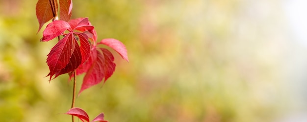 Autumn background. Red autumn leaves on a blurred background. Copy space