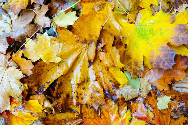 Trama di sfondo autunnale di foglie che cadono bagnate dopo la pioggia