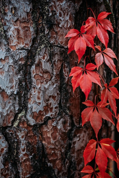 Photo autumn background tree bark with red virginia creeper leaves parthenocissus quinquefolia virginia