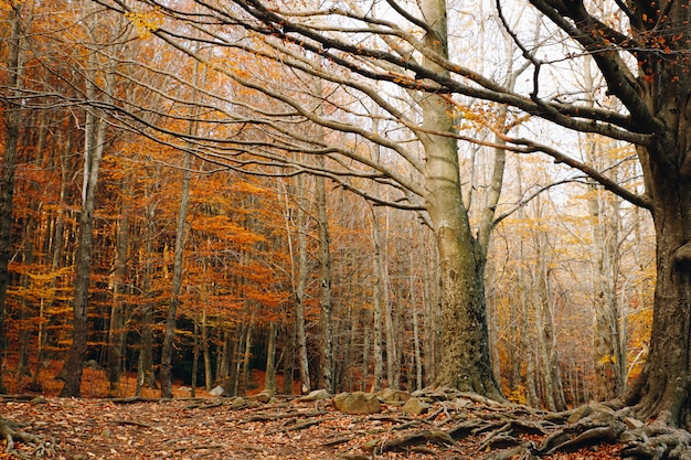 Autumn Background van een kleurrijk bos met oranje bladeren die in de bomen en grote wortels in de grond houden