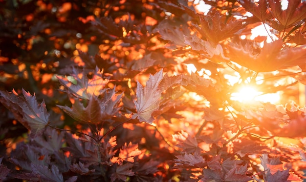 Осенний фон. Теплые солнечные лучи и красные кленовые листья. Естественная текстура.