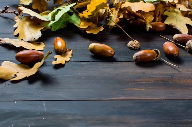 Autumn background with acorns and oak leaves