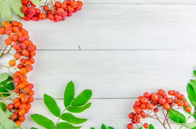 Autumn background with bunches and berries of ash on white boards with copy space