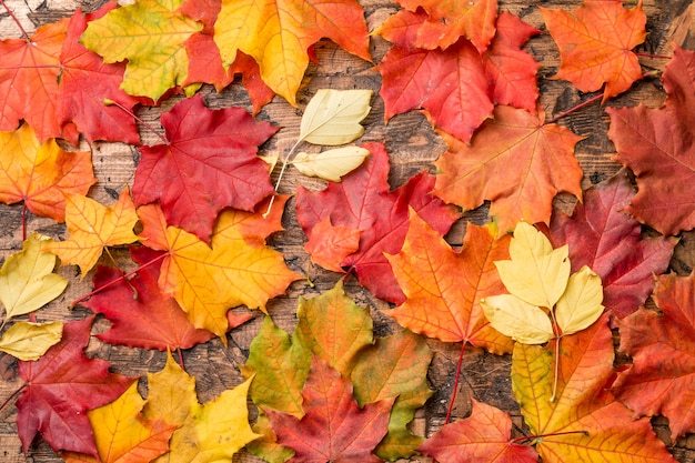 Autumn background with colored leaves on wooden board