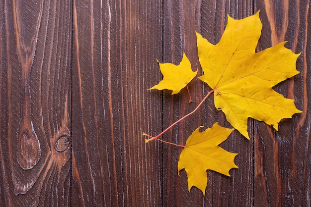 autumn background with colored leaves on wooden board