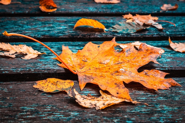 Autumn Background With Colorful Fall Maple Leaves on Rustic Wooden Table.