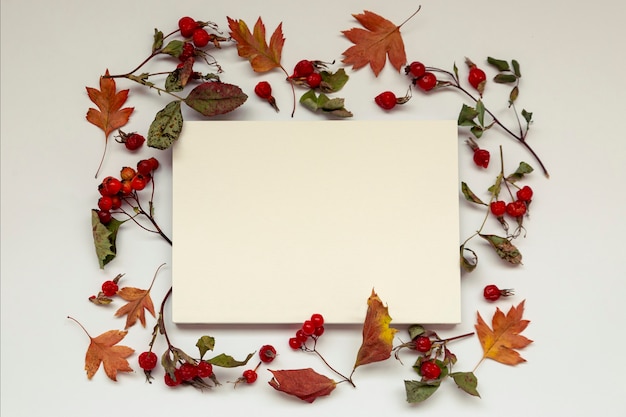 Autumn background with copy space. white blank autumn leaves and berries on a white background