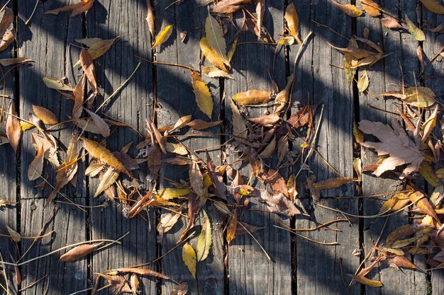 Autumn background with dry leaves in autumn season