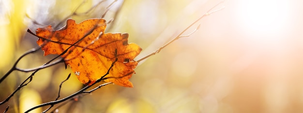 Autumn background with dry oak leaf on a blurred background in sunny weather