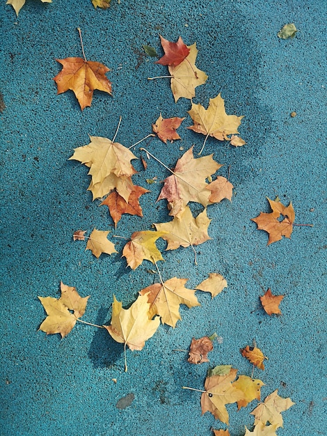 Autumn background with fallen leaves leaves fallen from a\
tree.