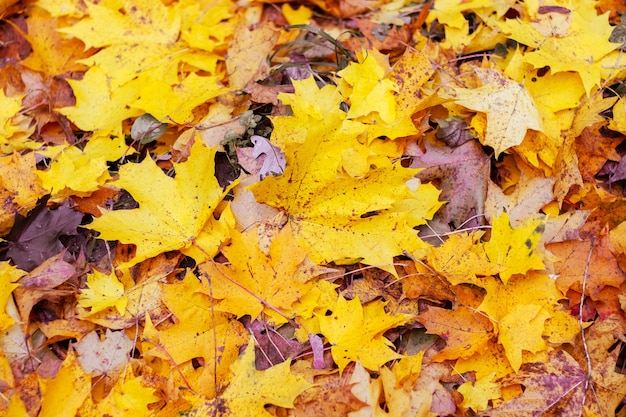 Autumn background with fallen maple leaves, top view