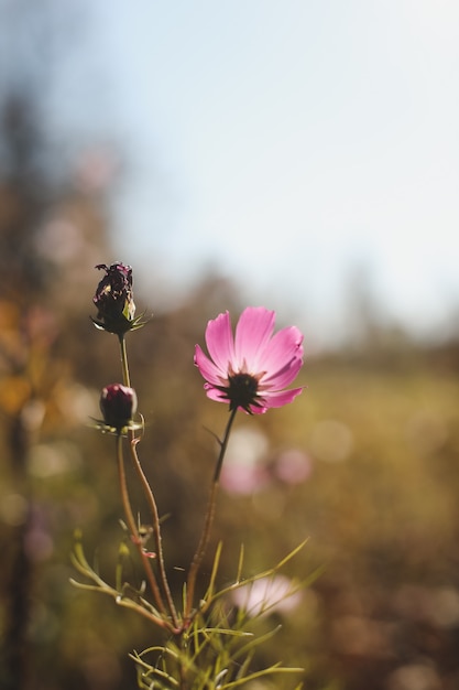 庭の花と秋の背景