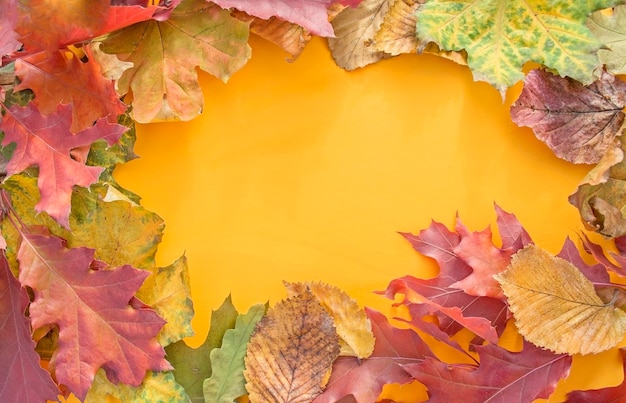 Autumn background with leaves