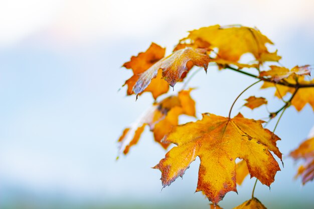 Sfondo autunno con foglie di acero. foglie di acero gialle su uno sfondo sfocato. copia spazio