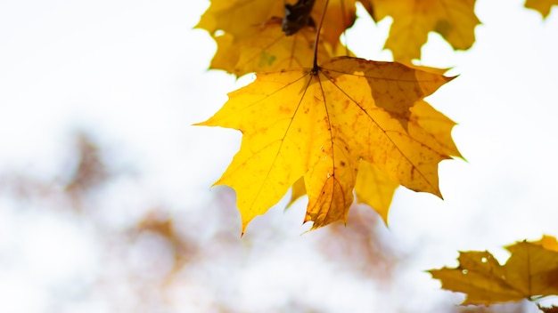 Autumn background with maple leaves.