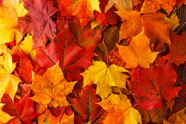 Autumn background with maple leaves