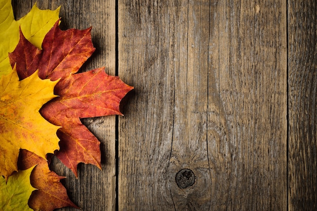 Autumn background with maple leaves