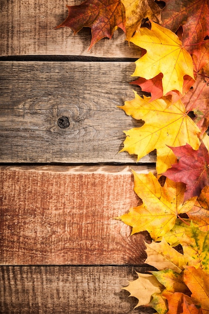 Autumn background with maple leaves