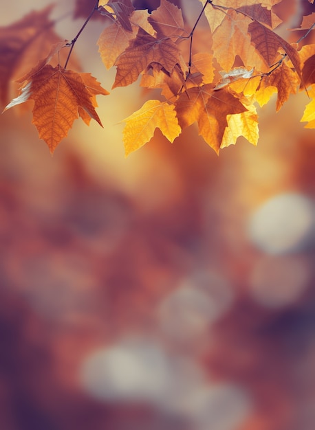 Autumn background with maple leaves