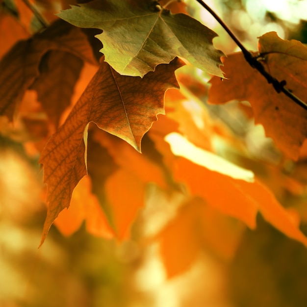 Autumn background with maple leaves