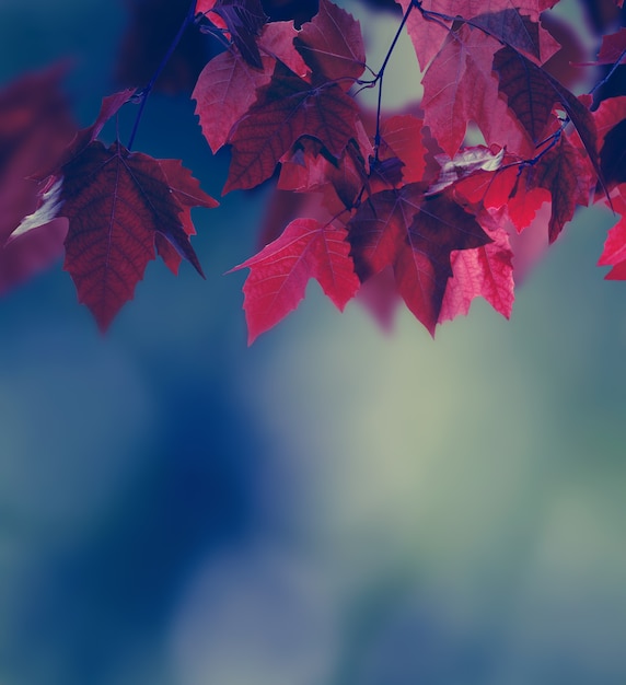 Autumn background with maple leaves