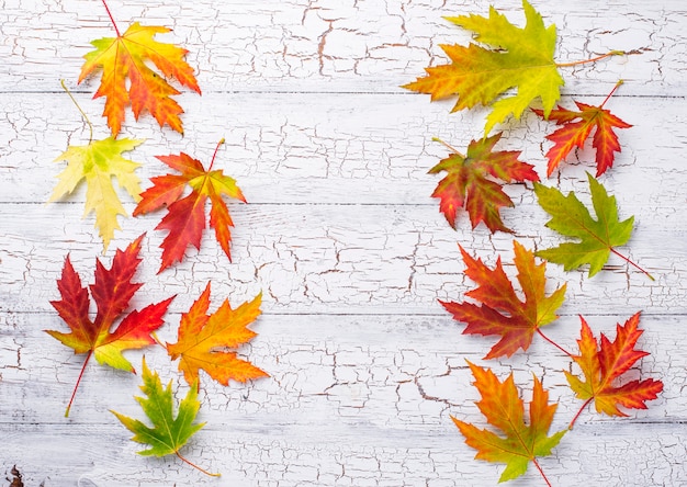 Autumn background with maple leaves