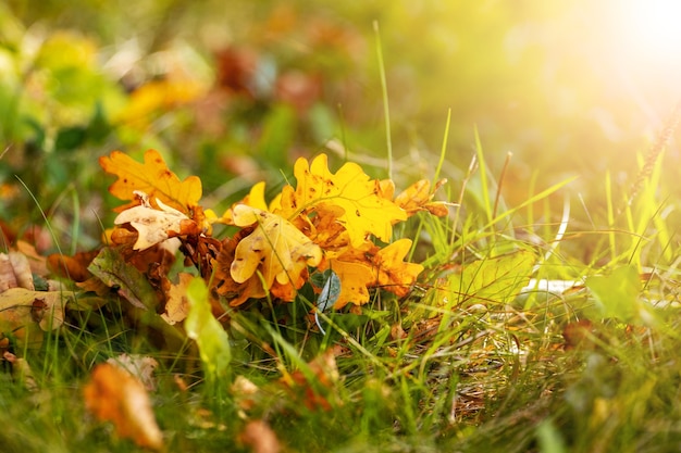 Autumn background with oak leaves on the grass in sunny weather