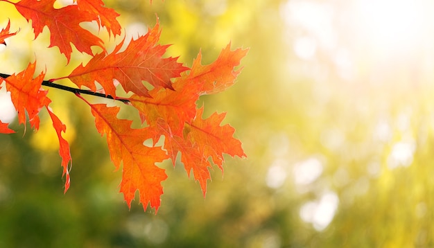 Autumn background with orange oak leaves on blurred background in sunny weather, panorama