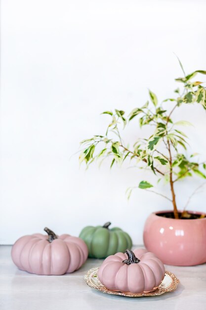 Autumn background with pink and green pumpkins and Ficus benjamina in pot in pastel shades on light background