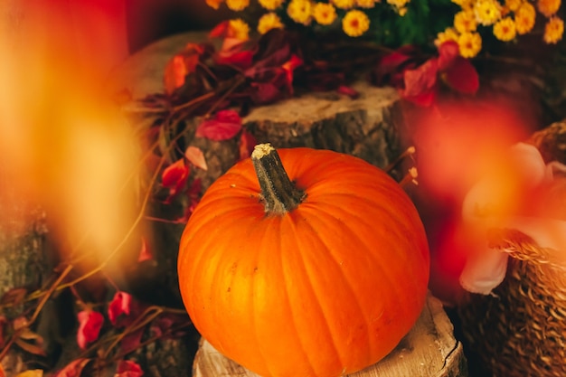 Autumn background with pumpkin close up on table